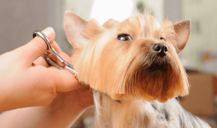 DOG GROOMING