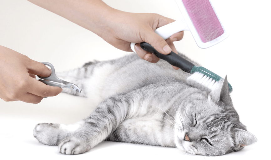 CAT GROOMING