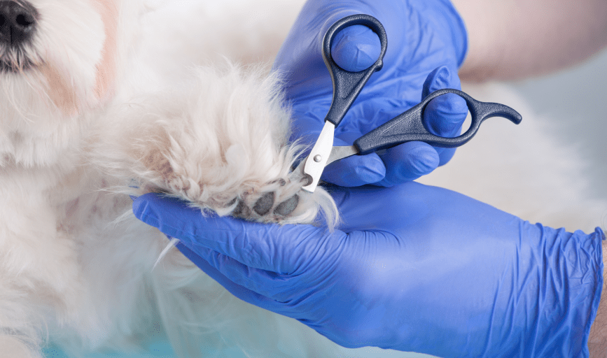 PET NAIL TRIMMING