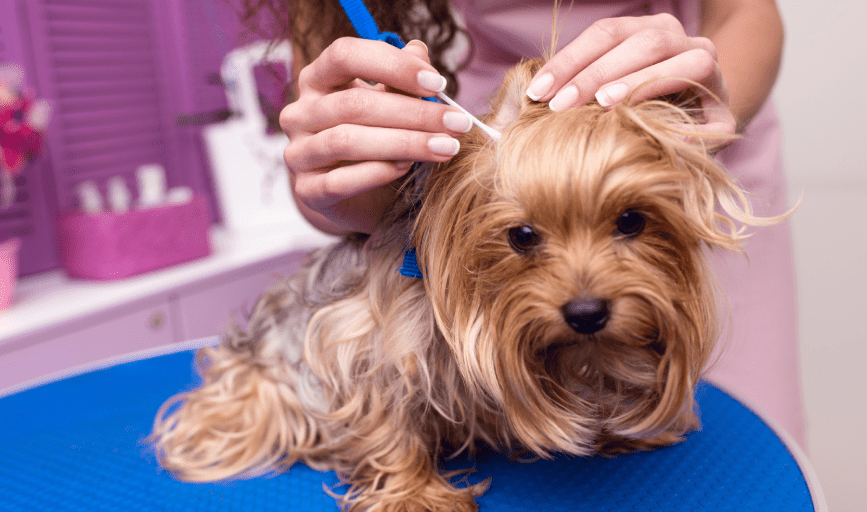 PET EAR CLEANING